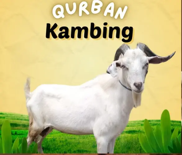 Kurban - Qurban Kambing  ciwandan